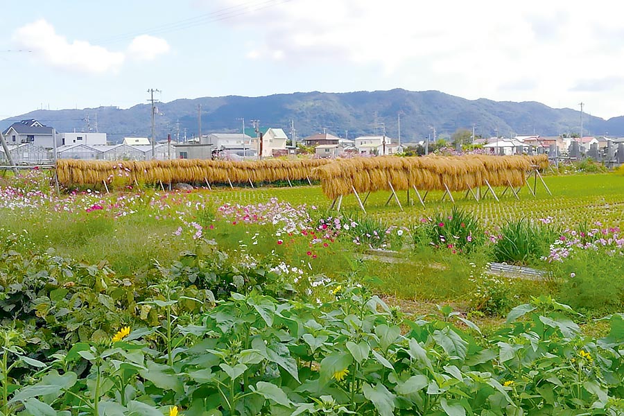国府町の風景