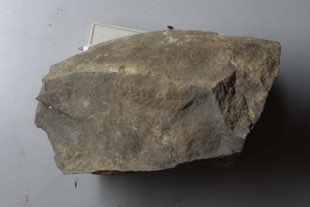 1-1 香川県の化石