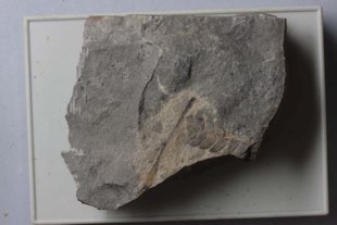 1-1 香川県の化石