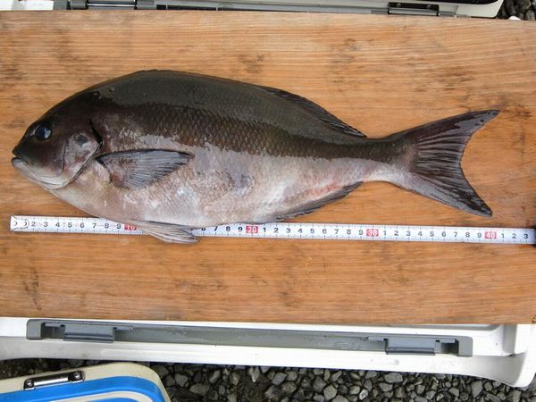 つれたかい つのちゃんの釣り魚種別記録